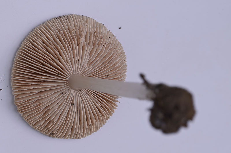 Pluteus cf diettrichii